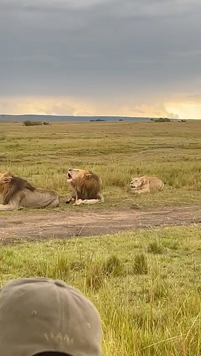 There's nothing quite like that sound ...⁣⁣ ⁣⁣⁣ 📷 Charlotte Rous⁣⁣ 📍 Mara Toto Tree Camp⁣⁣⁣ | Great Plains Conservation