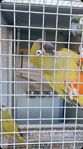 These hybrid Patagonian Conure Cyanoliseus p. patagonus x Illiger’s Macaw Primolius macaraca were produced in Italy in 2018 by Guiseppe Villani Papatia. By 2024 the hybrids had bred and produced offspring. I am sharing the information because of the taxonomic implications and to augment the avicultural record. | Tony Silva