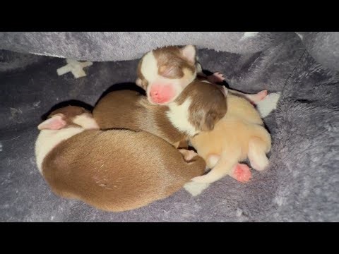 9 Days Old: Watch our Chihuahua Puppies Cuddle, Dream & Grow