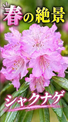 豊前市・求菩提園地のシャクナゲが満開でした🌸#shorts #求菩提園地 #豊前市 #シャクナゲ #福岡登山 #春の花 #絶景 #癒し #山歩き #九州登山