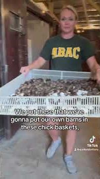Hatch Day 21,000 Northern Bobwhite Quail Chicks #reels #yt #poultryfarm #quail #chicks #hatching #fy