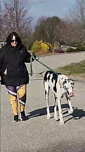World's TALLEST Female Dog 🐶