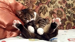 Cat vs. Tails 😂 | Try Not to Laugh