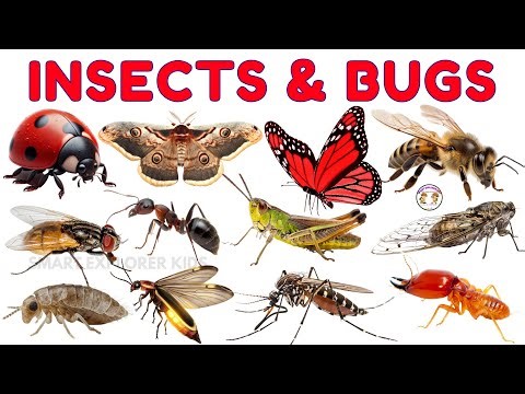 30 Insects & Bugs names in English for Kids 🐞 | STEM Early Learning | Fun Facts for Preschoolers