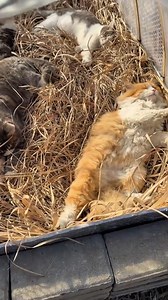 722K views · 21K reactions | quick peek inside the catnap tunnel | dancatdad | Facebook