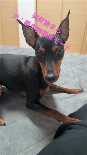 犬飼ってる有職者に聞きたい。この現象は何と言って何の意味があるのだ笑で#syort #syorts #ウノ氏 #ミニチュアピンシャー #ミニピンなしでは生きて行けません会 #ミニピン #犬のいる生活
