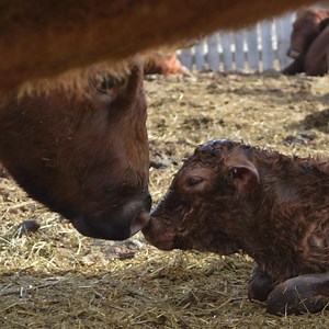 8.8K views · 66 reactions | Being able to quickly identify dehydration and knowing methods for early intervention can have a meaningful reduction in the rate of calf illness and death on your farm. Read or listen to Episode 53 of the Canadian Beef Cattle Podcast for steps to implement when evaluating dehydration and health status of young calves. ⬇️ https://www.beefresearch.ca/blog/calf-911-dehydration-video/ | Beef Cattle Research Council | Facebook