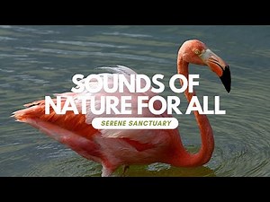 American Flamingo Sounds: A Tropical Paradise