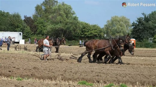 5.9K views · 144 reactions | Specialists give a demonstration horse plowing | Horse Grapevine | Facebook