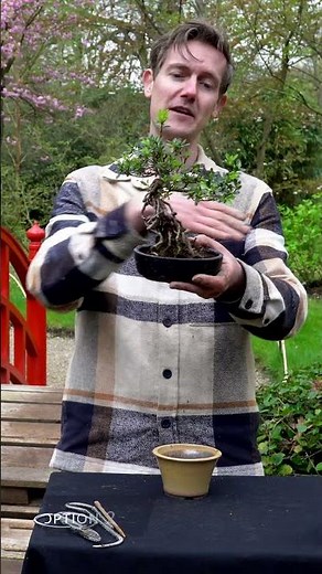 Cool Azalea Bonsai - new pot and pruning #bonsai #azalea #japanese #diy
