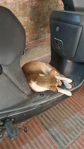 😭🤲#sad #viralvideo #viral #petsempire #trending #love #cute #shortvideo #shorts #sadmusic #life #cat
