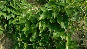Dioscorea bulbifera, communément appelée pomme de : vidéo de stock (100 % libre de droit) 3505682289 | Shutterstock