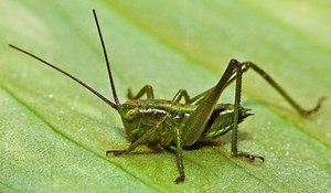 Cricket (insect) - Alchetron, The Free Social Encyclopedia
