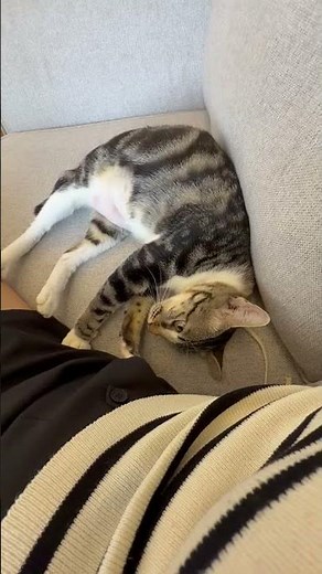 Domestic Short Hair + American Shorthair Cat For Adoption - 2 Years, Marble from Kota Damansara, ..