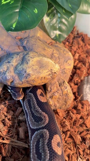 Reggie the snake #pets #snake #nature #benhoward #slowmotion