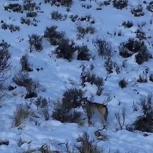 We are watching this RIGHT NOW on a Grand Teton Dusk Tour! BrushBuck guide, Duane Newman, captured this footage! Experience this on the following tour: http://www.brushbucktours.com/grand-teton-tours/grand-teton-dawn-or-dusk-four-hour-tour/ BrushBuck Wildlife Tours: We ARE Wildlife! www.brushbucktours.com #wolves #grandteton #yellowstone #wearewildlife #brushbuck #winter | BrushBuck Wildlife Tours, Inc.