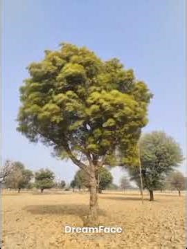 Les bienfaits du Neem #alimentation #nature #jardin #plants #conseilssante