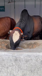The bulls eating breakfast beautifully #bulls #breakfast #fypreelsシ゚ | Cow Lovers Zinzira