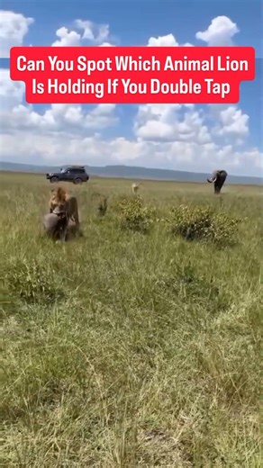 can You Spot What's Wrong with lion #trending #animallife #nature #animals #wildanimals #nature