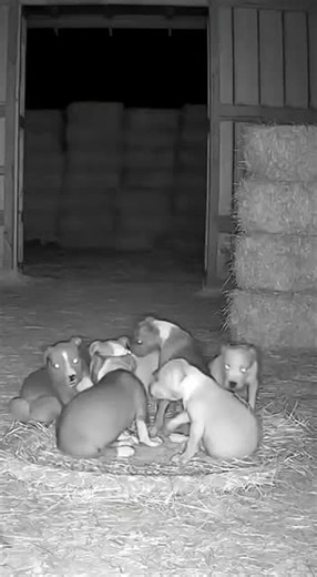 Pitbull Rushes In to Protect His Puppies From a Creepy Intruder | | Night CCTV| Fictional Horror Short | (AI Generated) ⚠️ This video is fictional and AI generated. This is a short cinematic horror scene created for entertainment purposes only. All characters, creatures, and events shown in this video are NOT real. No animals or people were harmed. This content is purely fictional storytelling. #creepy #horror #creepy #ai #horror