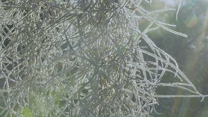 17K views · 228 reactions | A glimpse into the Florida Trail and what this national scenic trail has to offer. "Everyone should experience the Florida Trail." Special thanks to Groundwork Jacksonville and Mayowa Ogunjobi (Outdoor Afro Tallahassee) for being a part of the story and to Silver Fir Media for a beautiful production. Discover the #FloridaTrail! Visit: floridatrail.org. | Florida Trail Association | Facebook