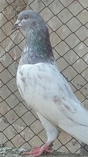 pure Kasna kabutar #pigeon #love 🕊 #subscribe #viral Short's