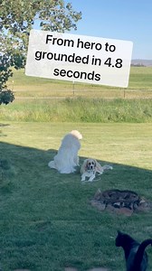 Weasels good, tires bad! | Fixedblade0124