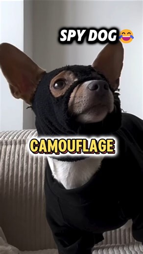 🕵‍♂️ Spy Dog's Secret Mission Gone Right 🤣