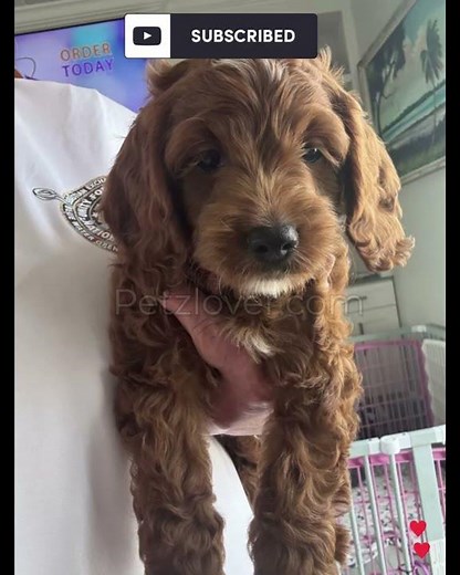 Red Florida – A Cockapoo Puppy Ready for His Forever Home! ❤️🐶