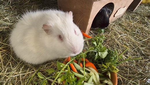 17K views · 804 reactions | Lunch with Snowy and Storm | Cavy Corner | Facebook