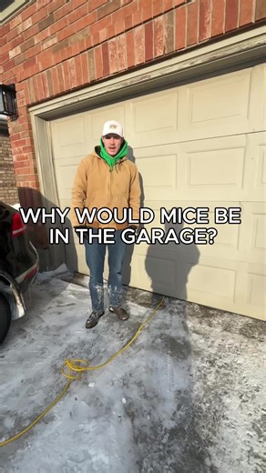 Why would mice be in the garage? I see this all the time in Ontario homes. Running cords under the garage door breaks the seal. Cold air gets in — and mice slide right through. One small gap can turn into a big mess fast. Check your garage seal. It matters more than you think.