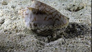 Sea shell snail (Harpidae) marine mollusc Harpa sea shell close-up underwater in Raja Ampat, Indonesia.