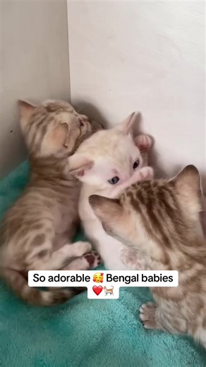 #cutecatsoftiktok #bengallove #kittens #catslovers #bengalkittens