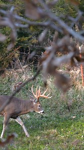 Rut report in Iowa. Get out there! #hunting #deerhunting #bowhunting #deerseason #bowseason #whitetaildeer #monsterbucks #deerhunter #bowhunter #whitetaildeer #midwestwhitetail #chasingnovember | Midwest Whitetail