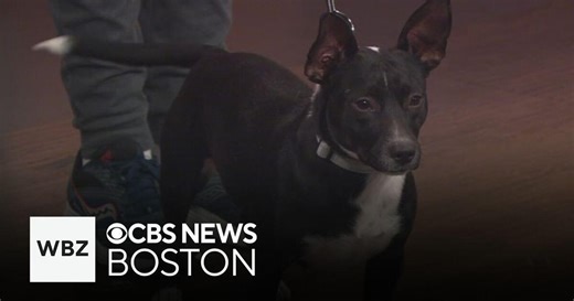 Friendly dogs from Texas up for adoption in Massachusetts