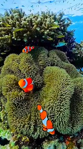 Nemo and his clownfish friends | I Love The Ocean