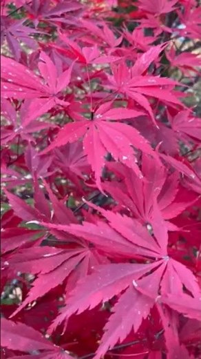 # きみの朝 ☀️ 岸田智史の名曲をギター演奏 #shorts