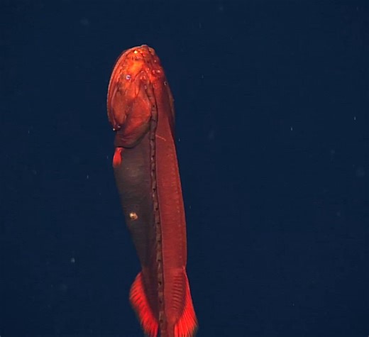 1.6M views · 20K reactions | Meet the whalefish, a deep-sea MVP!⁠ ⁠...