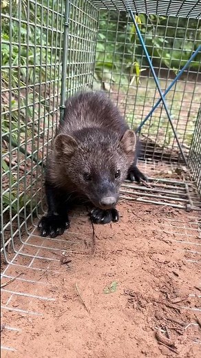 Actual fisher cat vocalization sounds