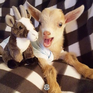 Ce chevreau est persuadé qu'il arrivera à marcher avec ses jambes arrières à nouveau! 🐐 https://www.instagram.com/goatsofanarchy/ | Histoires d’animaux