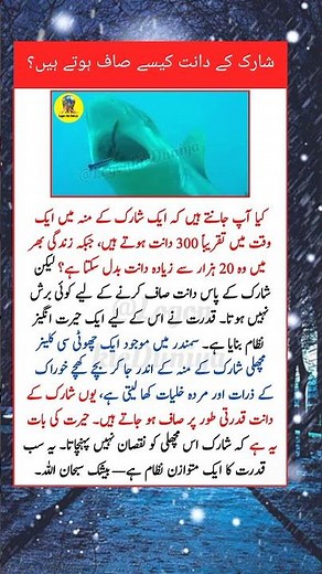 How Sharks Clean Their Teeth Without a Brush | Amazing Ocean Science