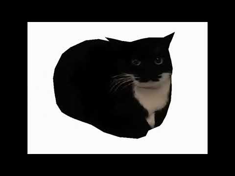 gatito dando vueltas con musica de fondo// Maxwell cat :3