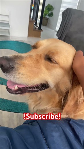 My dog Bella