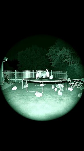 Rabbits Throw a Moonlit Trampoline Party! 🐇🌙 #NightVision #Backyard #Rabbits #trampoline #aivideo