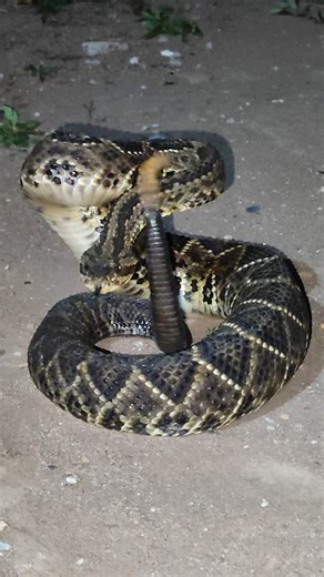 Guilherme Barrozo on Instagram: "Respeita a Rainha 👑🐍 Cascavel (Crotalus durissus) ⚠️ Serpente resgatada numa residência e devidamente encaminhada para uma área de cerrado, longe do perímetro urbano. Seguimos na missão🔥 ••• ••• ••• Cobra boa é cobra VIVA!! ••• ••• ••• #viperidae #crotalusdurissus #cascavel #vibora #snakesofinsta #snakeofinstagram #viper #pitviper #rattlesnake #resgateanimal #resgatista #chapadadosveadeiros #cerrado #serpentesdachapada #cobraboaehcobraviva"