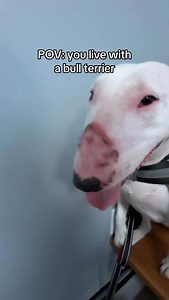 11K views · 3.7K reactions | My pookie bear  #englishbullterrier #meme #sad #funny #dogs | MisterMainer | Facebook