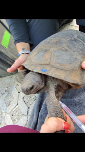 Wildside Veterinary Health Center | 🩸 Brachial Vein Blood Collection in a Gopher Tortoise 🐢 In this video, blood is collected from the brachial vein. In chelonians, this vein... | Instagram