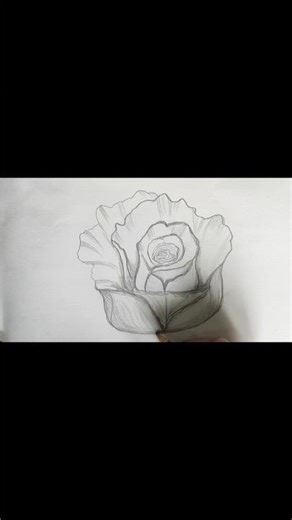 Beautiful Rose Pencil Drawing 🌹 | Easy Realistic Flower Sketch #shorts #drawing #rose