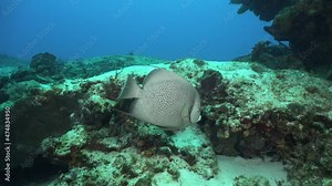 Gray Angelfish (Pomacanthus arcuatus) in Cozumel Mexico Caribbean Sea
