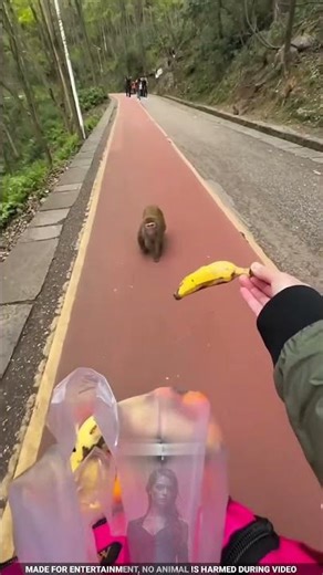 Making Friends with Monkeys Using Bananas 🥰